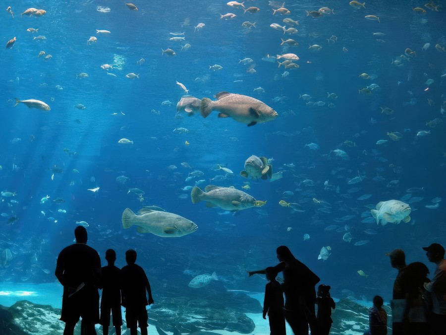 450504 protaras ocean aquarium great day out full